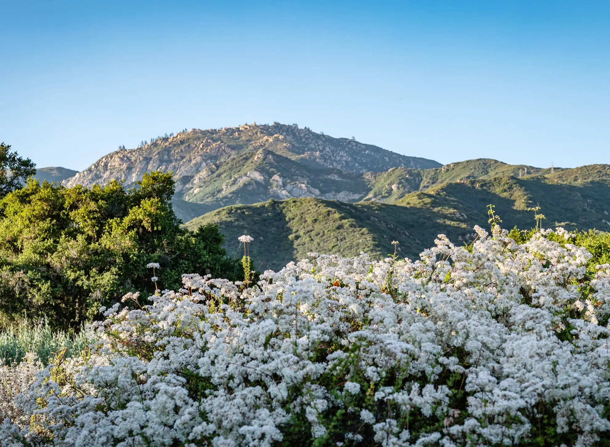 California buckwheat covering a sunny slope in white flowers below a rocky mountain