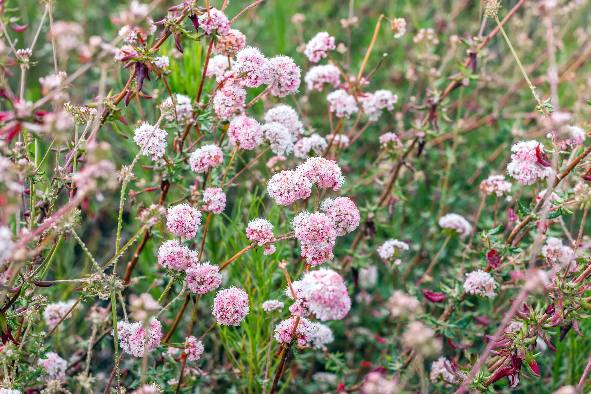 California buckwheat, rounded clusters of pink and white flowers on wiry stems