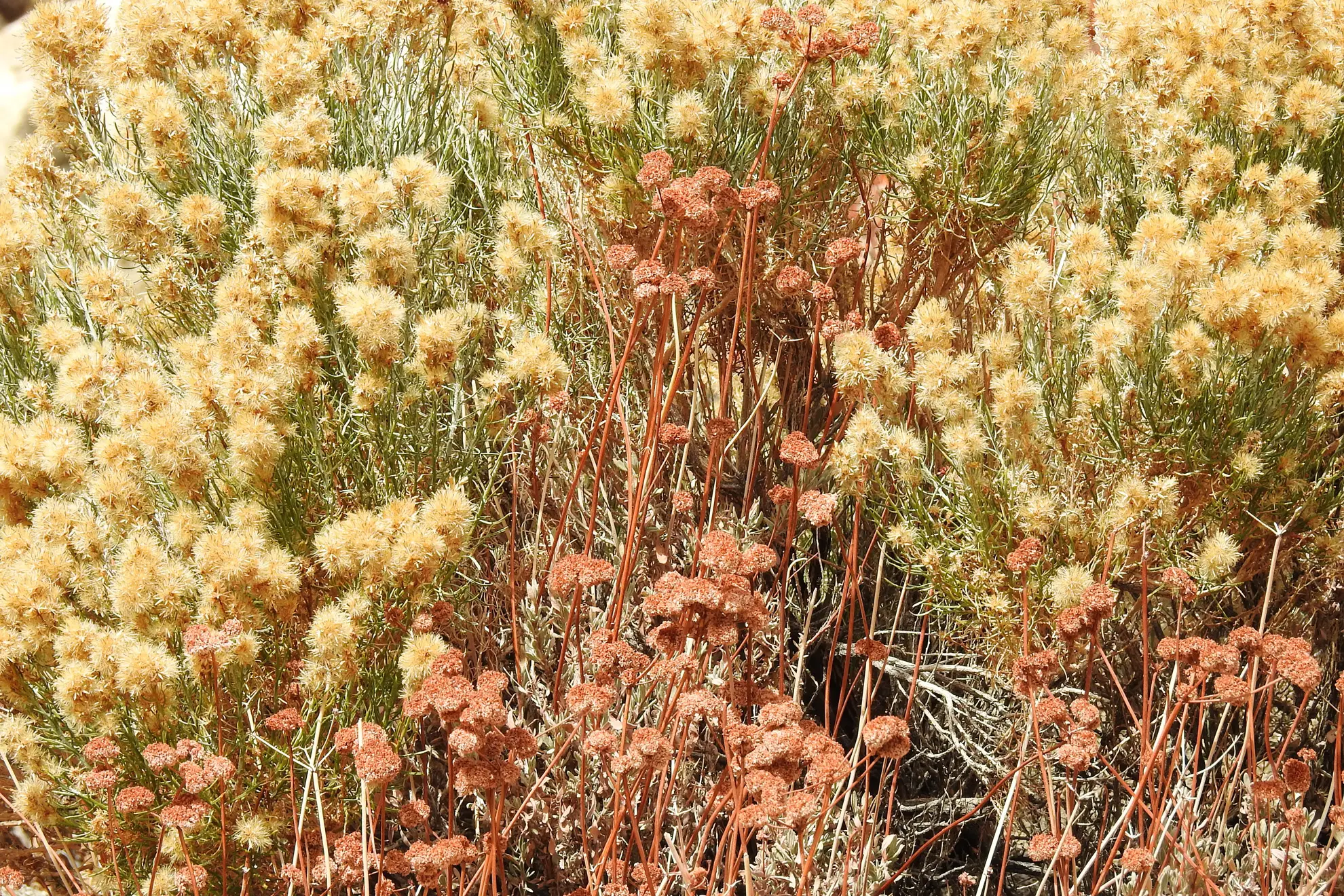 California buckwheat’s rusty dried flower heads among rubber rabbitbrush’s yellow flowers