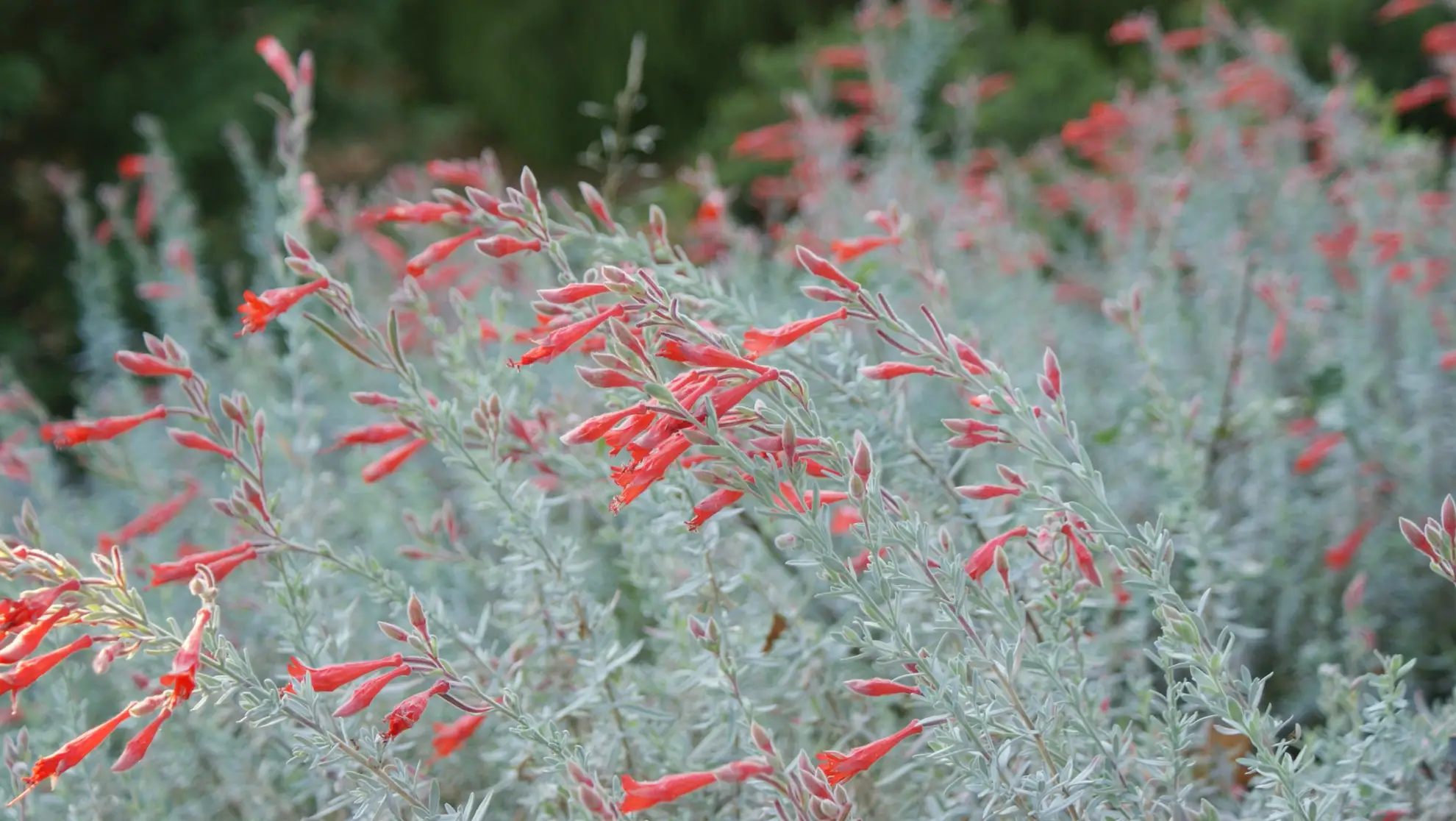 flaming sword plant care Red Flame Sword main image 1