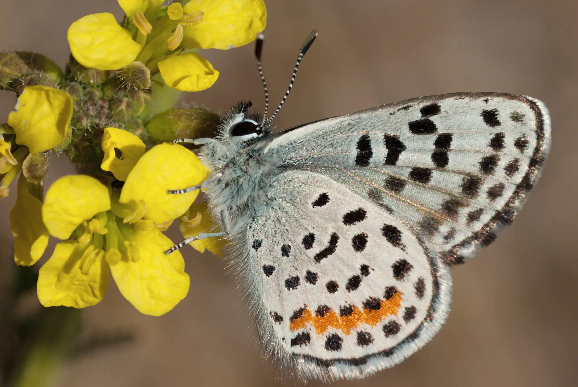 Small blue butterfly, white with black spots and an orange band, on a yellow flower
