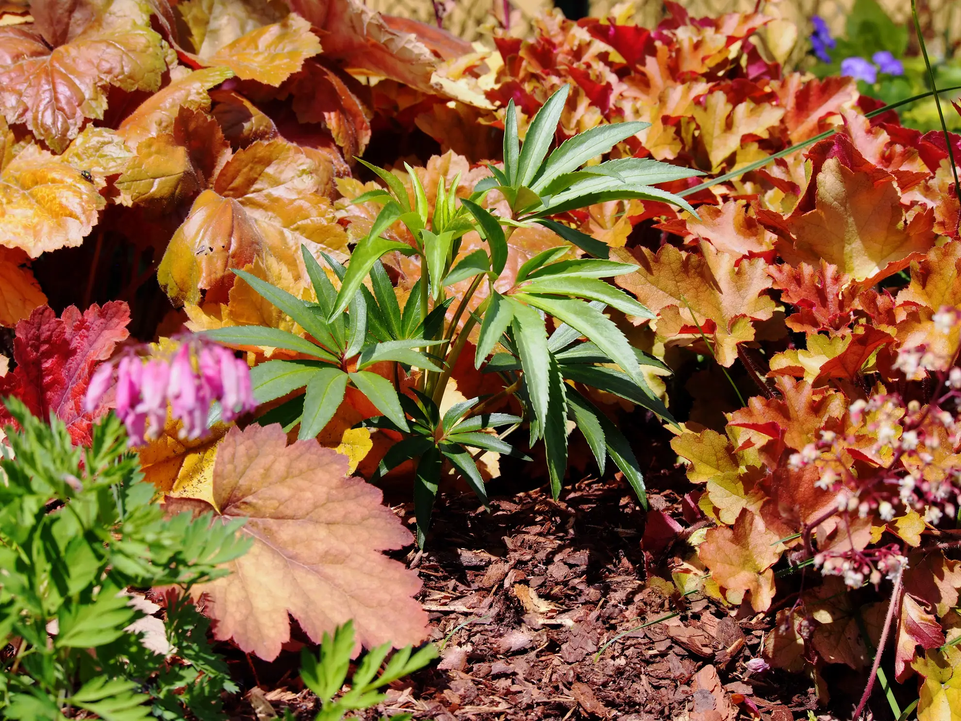 Bleeding heart’s pink flowers beside orange and red heuchera leaves in a shade bed