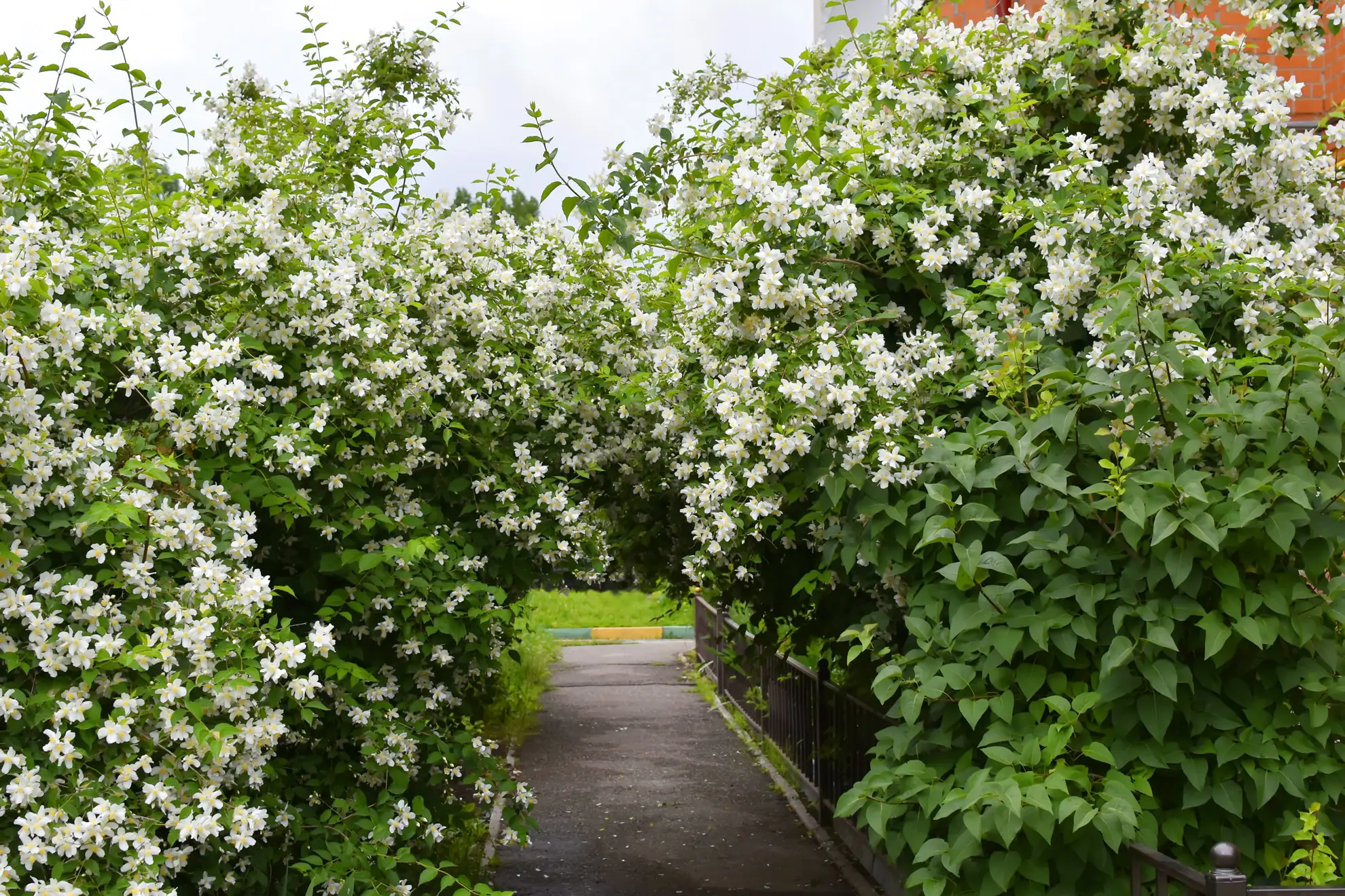 Mock orange grown as a hedge, white-flowered shrubs on both sides of a path