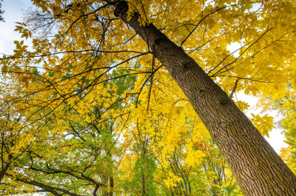 15 Fast-Growing Native Trees