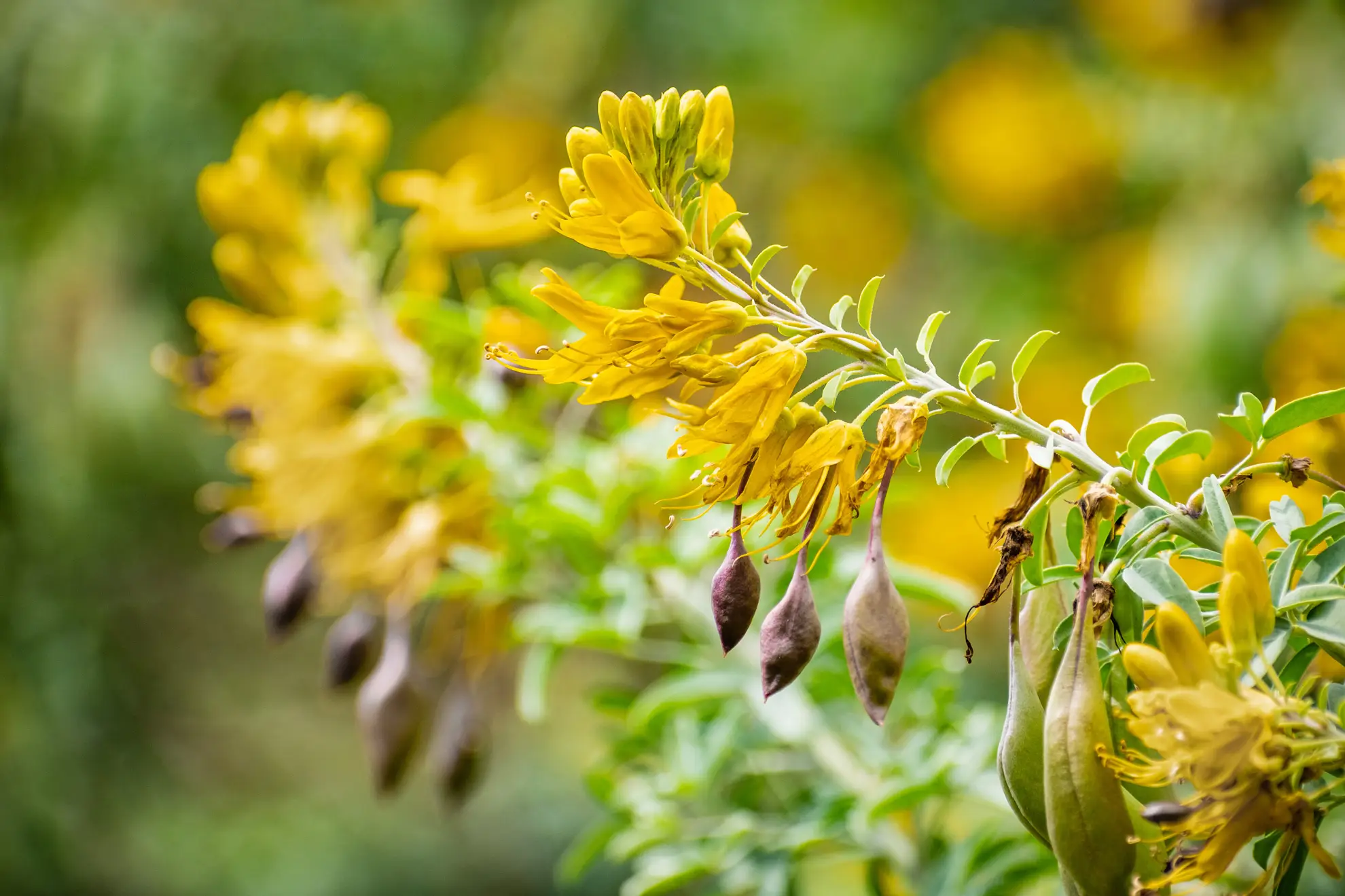 Bladderpod, yellow flower clusters and pointed seed pods on a gray-green branch