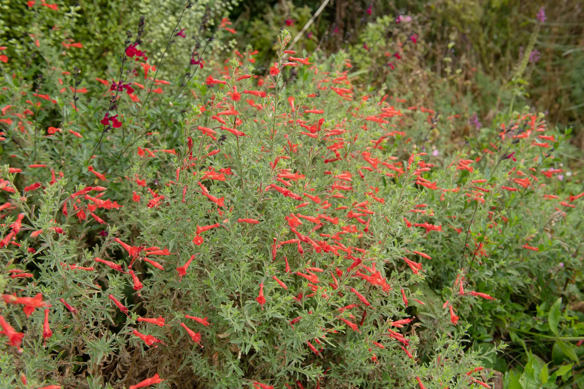 California fuchsia covered in red-orange tubular flowers in a waterwise garden