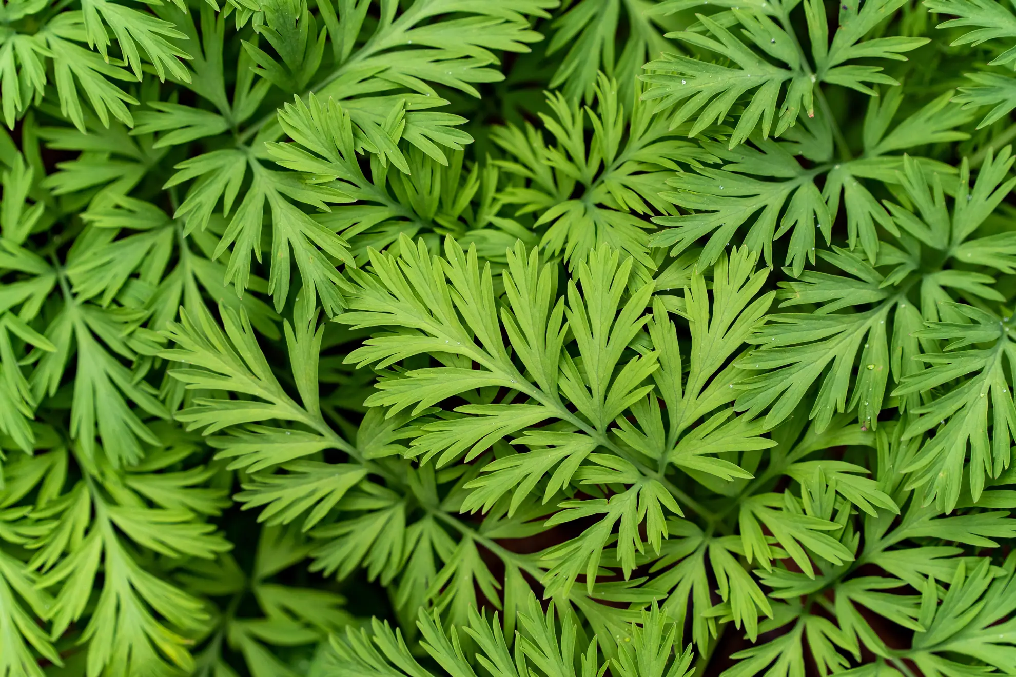 Bleeding heart leaves up close, finely cut and fern-like