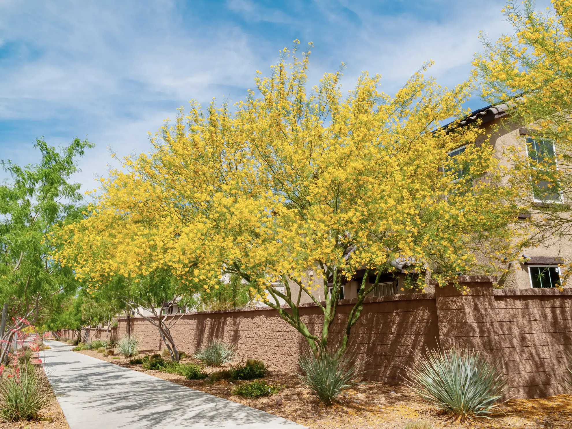 Blue palo verde in yellow bloom along a sidewalk and a tan block wall