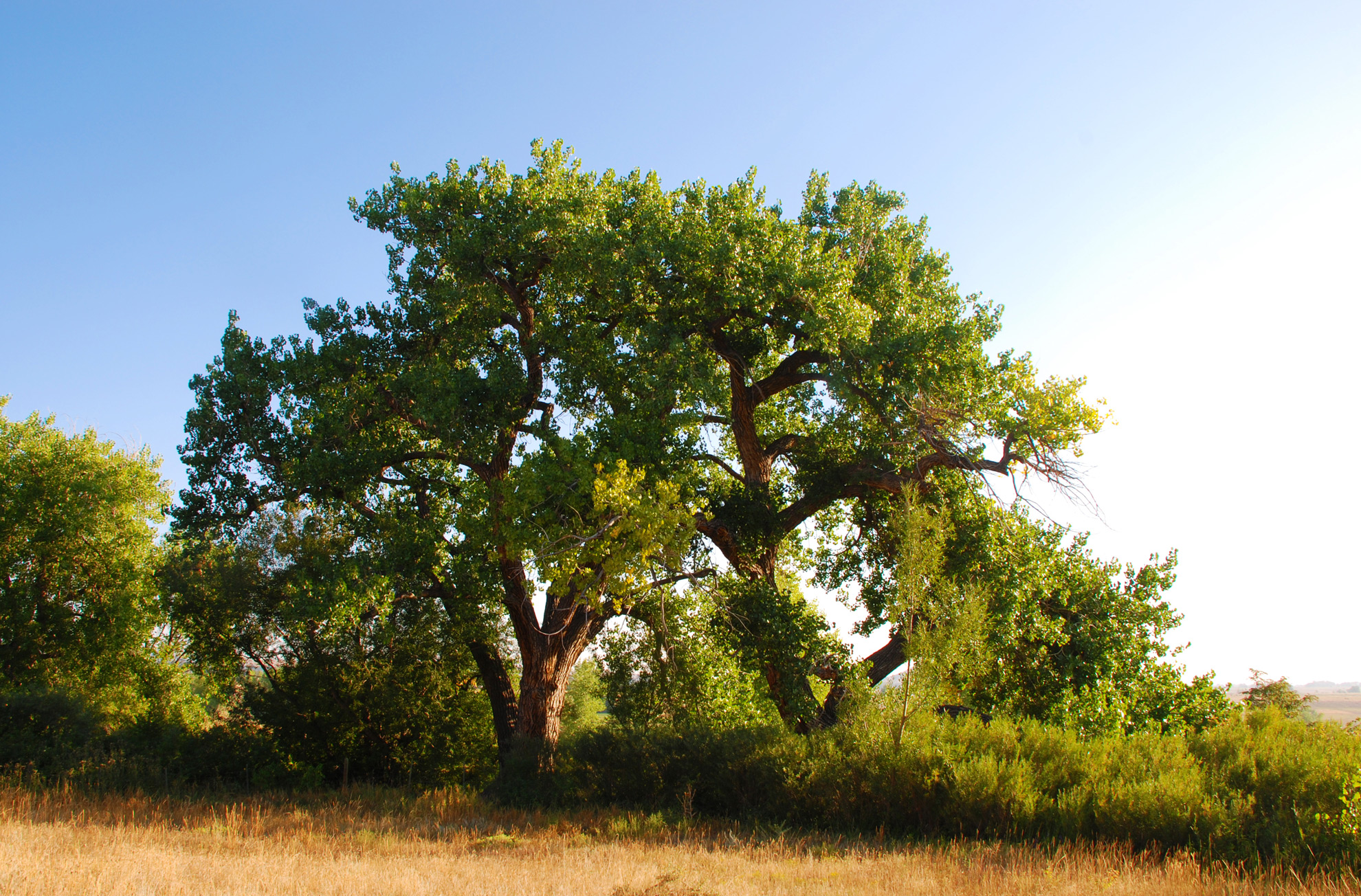 15 Fast-Growing Native Trees