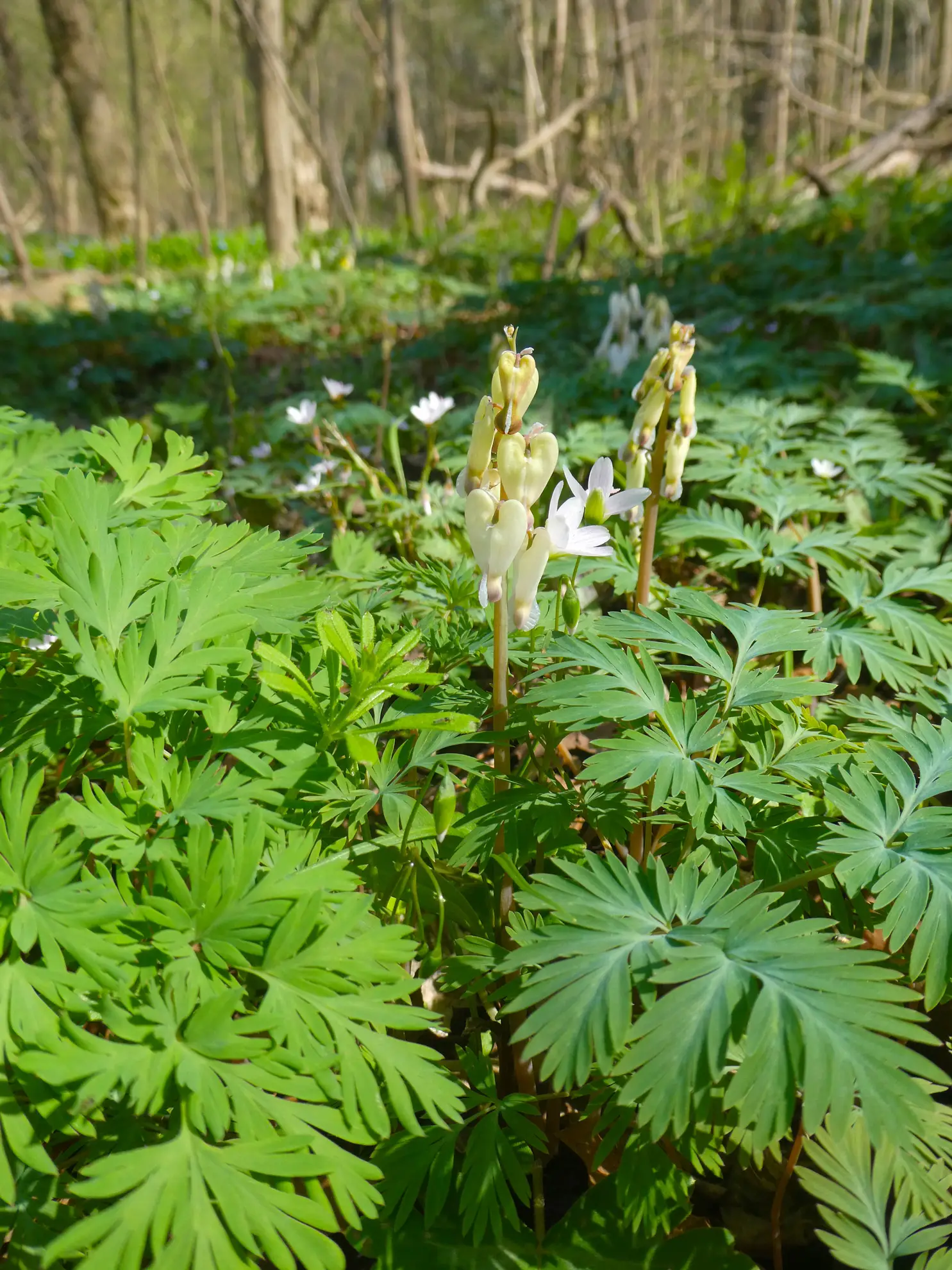 Squirrel corn, white heart-shaped flowers above lacy leaves on a spring forest floor