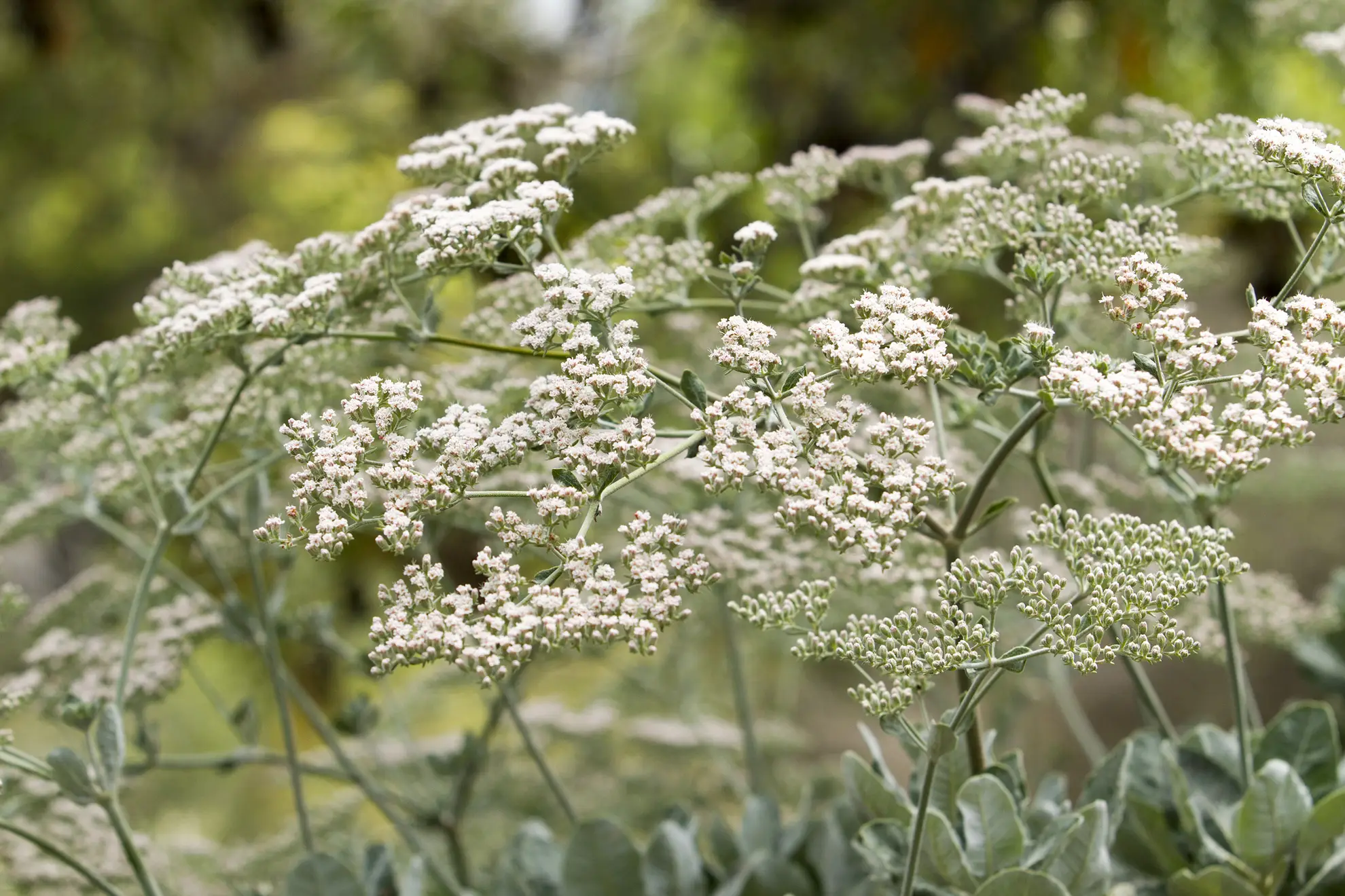 St. Catherine’s lace buckwheat, broad lacy clusters of tiny white flowers over gray leaves