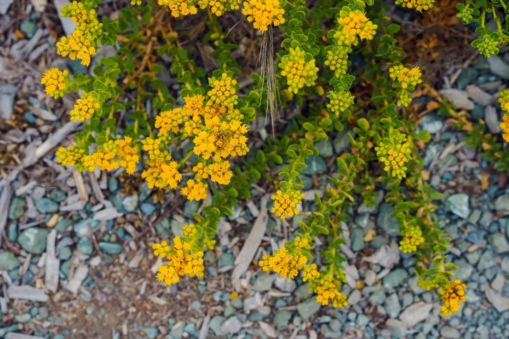 Sulphur buckwheat, trailing stems of golden yellow flower clusters over gravel