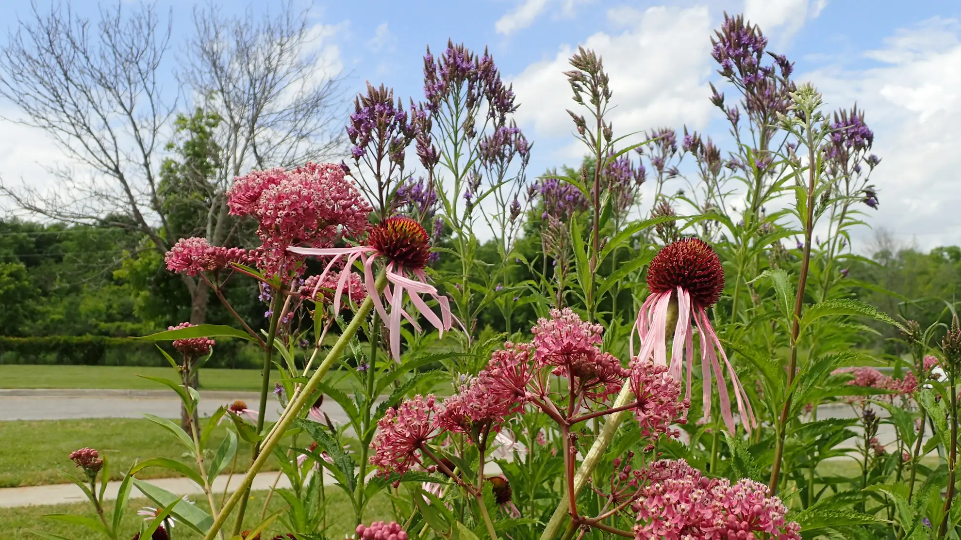 Swamp milkweed, pale purple coneflowers and blue vervain blooming together under a blue sky