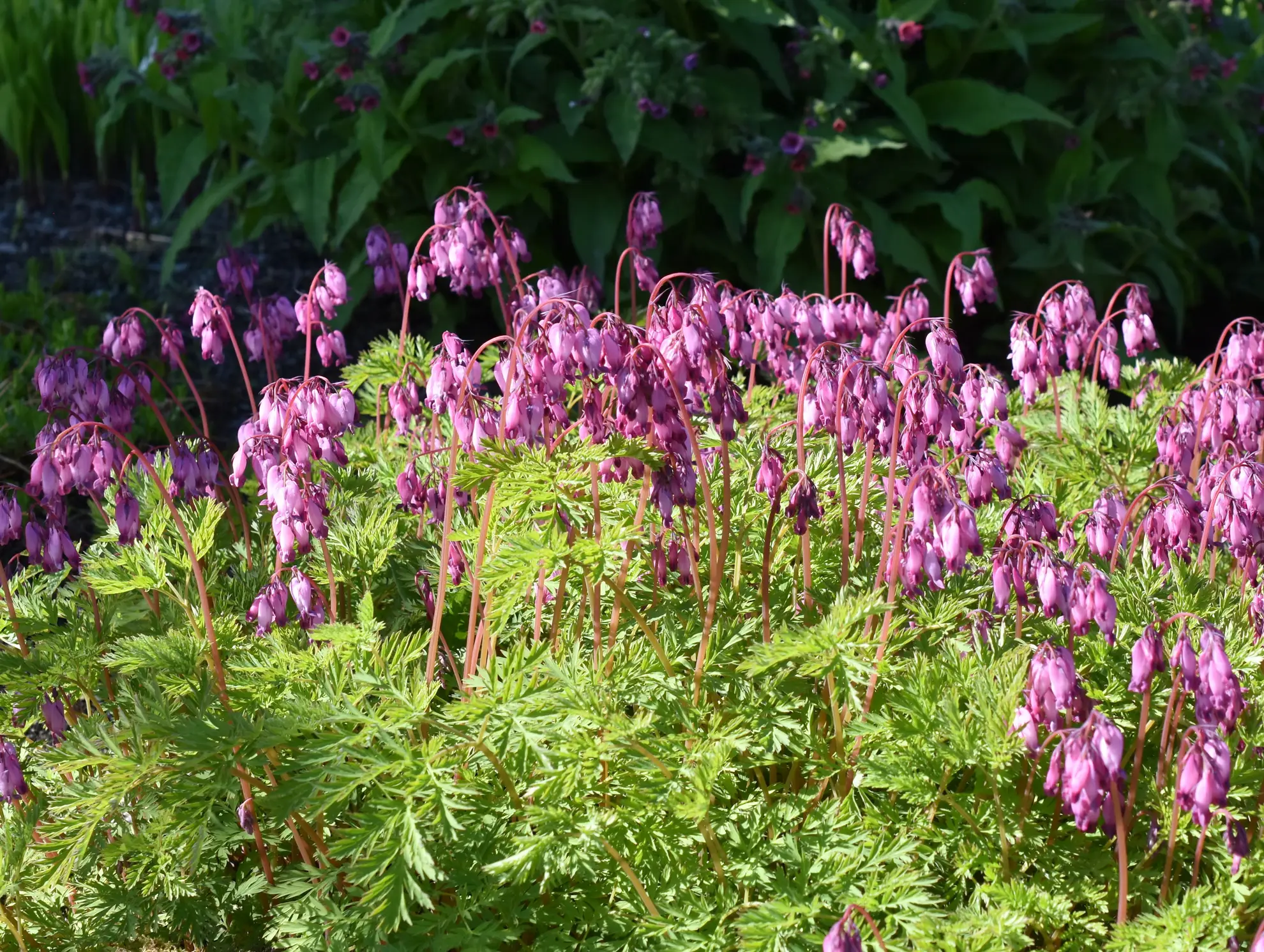 Western bleeding heart, rosy pink heart-shaped flowers on red stems above lacy leaves