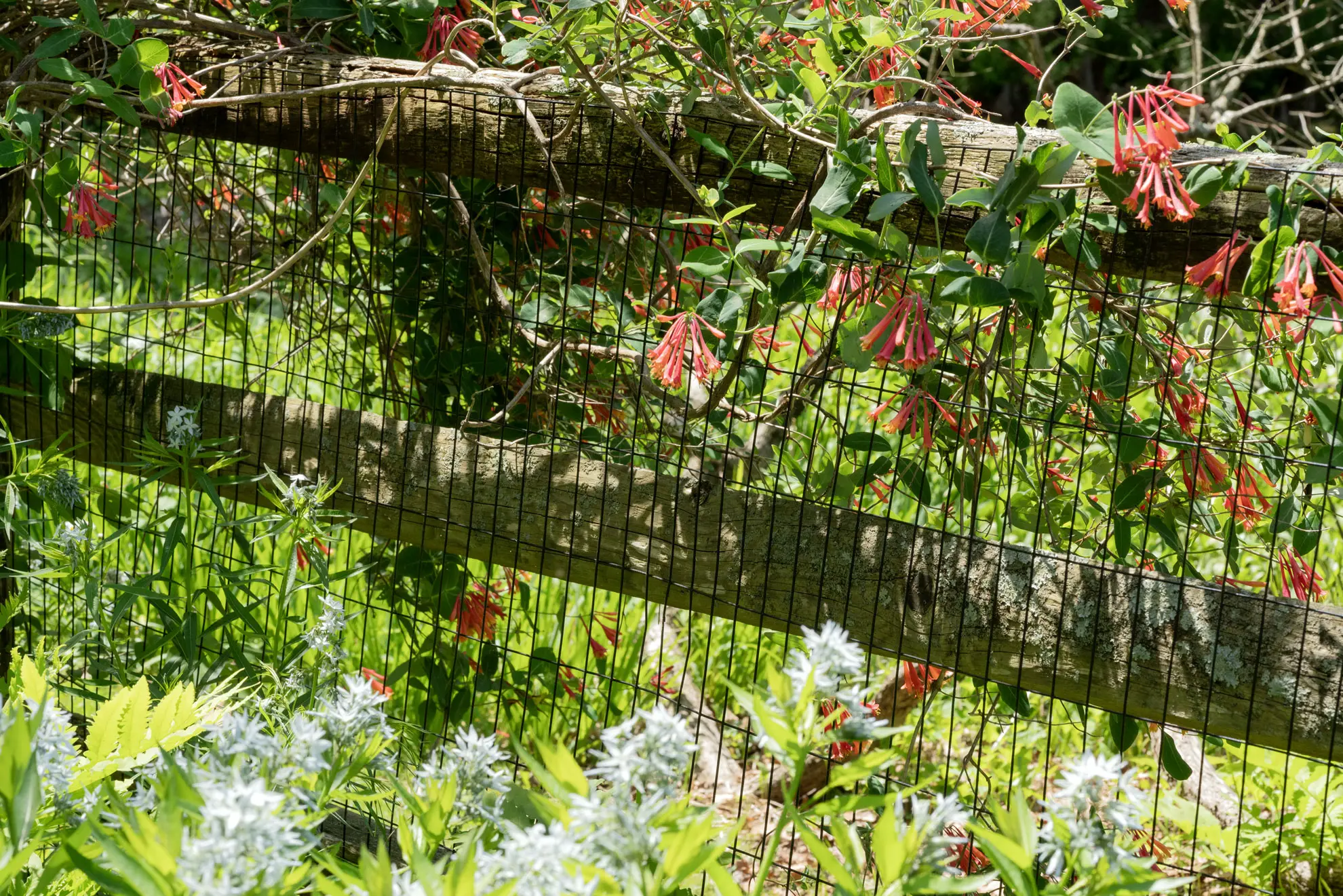 Coral honeysuckle climbing a split-rail fence above white flowers