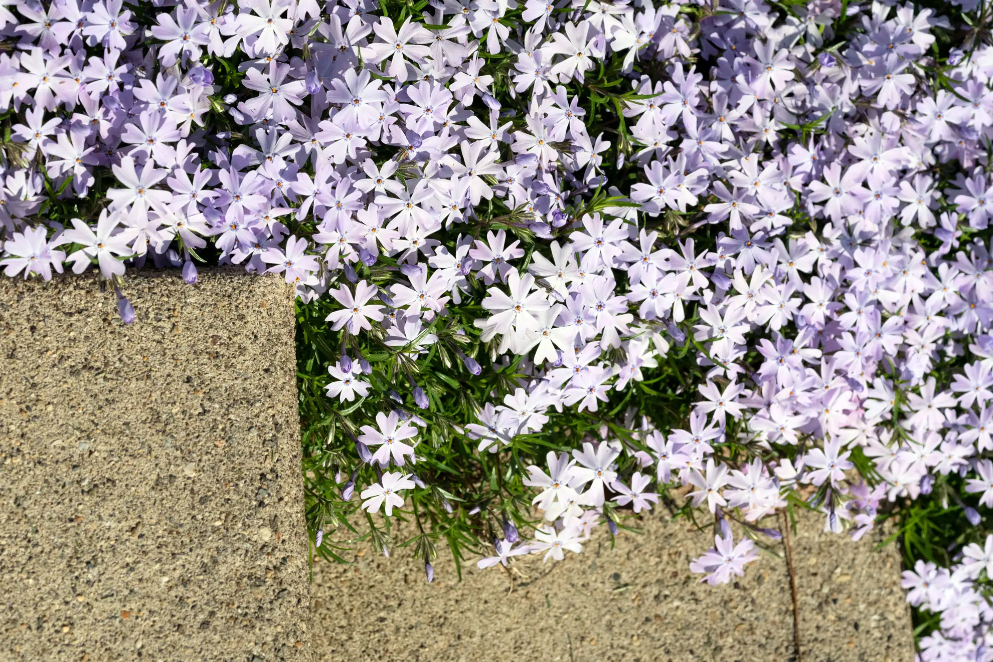 Creeping phlox, pale lavender flowers tumbling over a stone step