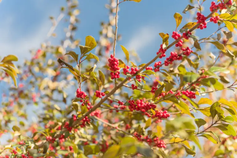 Clusters of small red berries on thin branches with green-yellow leaves against a clear blue sky (autumn scene)