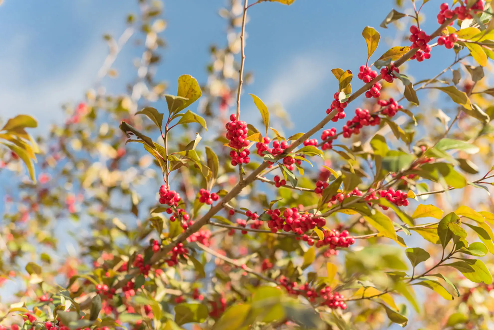 Possumhaw, red berries and yellowing leaves along thin branches