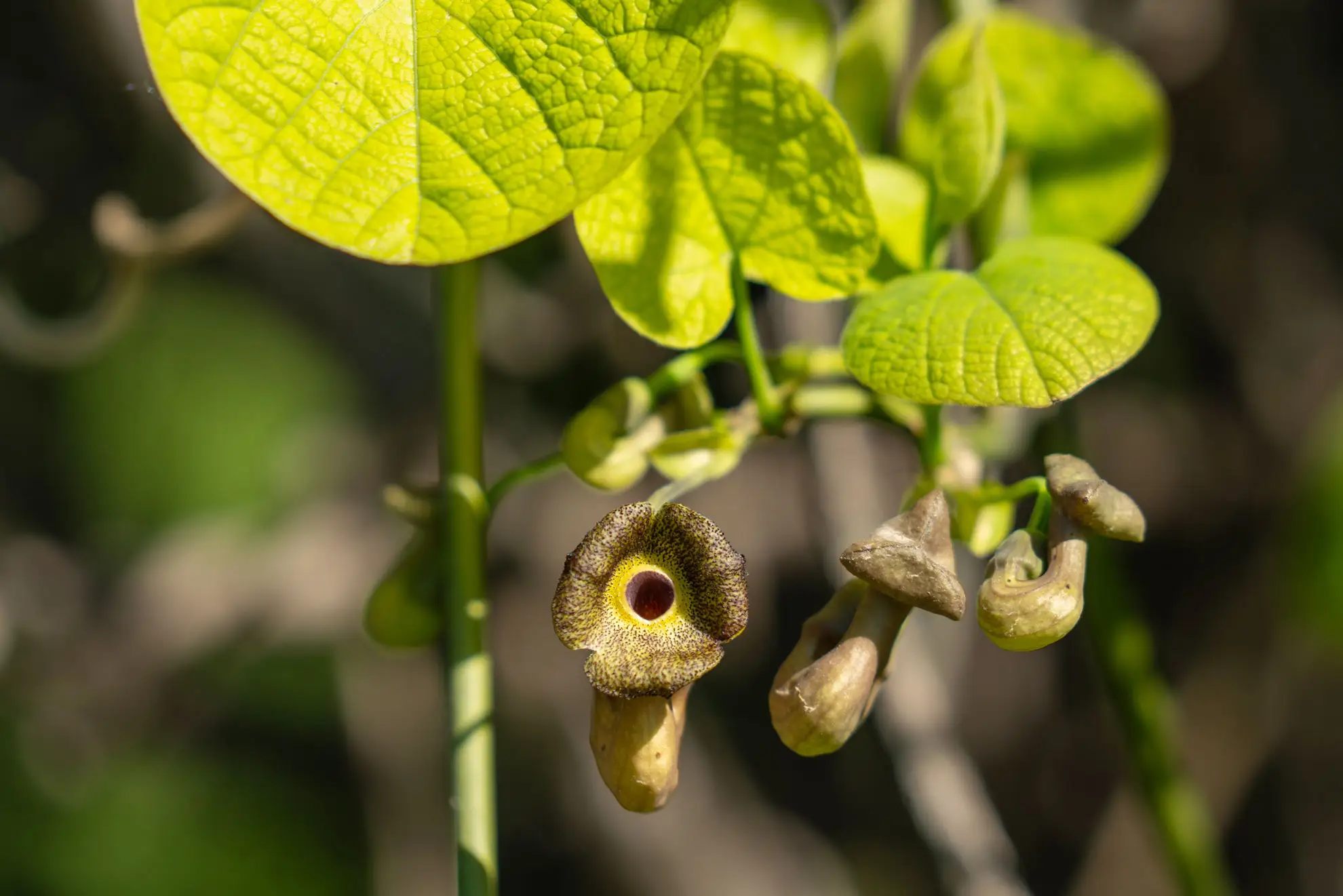 Dutchman’s pipe in spring, pipe-shaped flowers hanging below bright new heart-shaped leaves