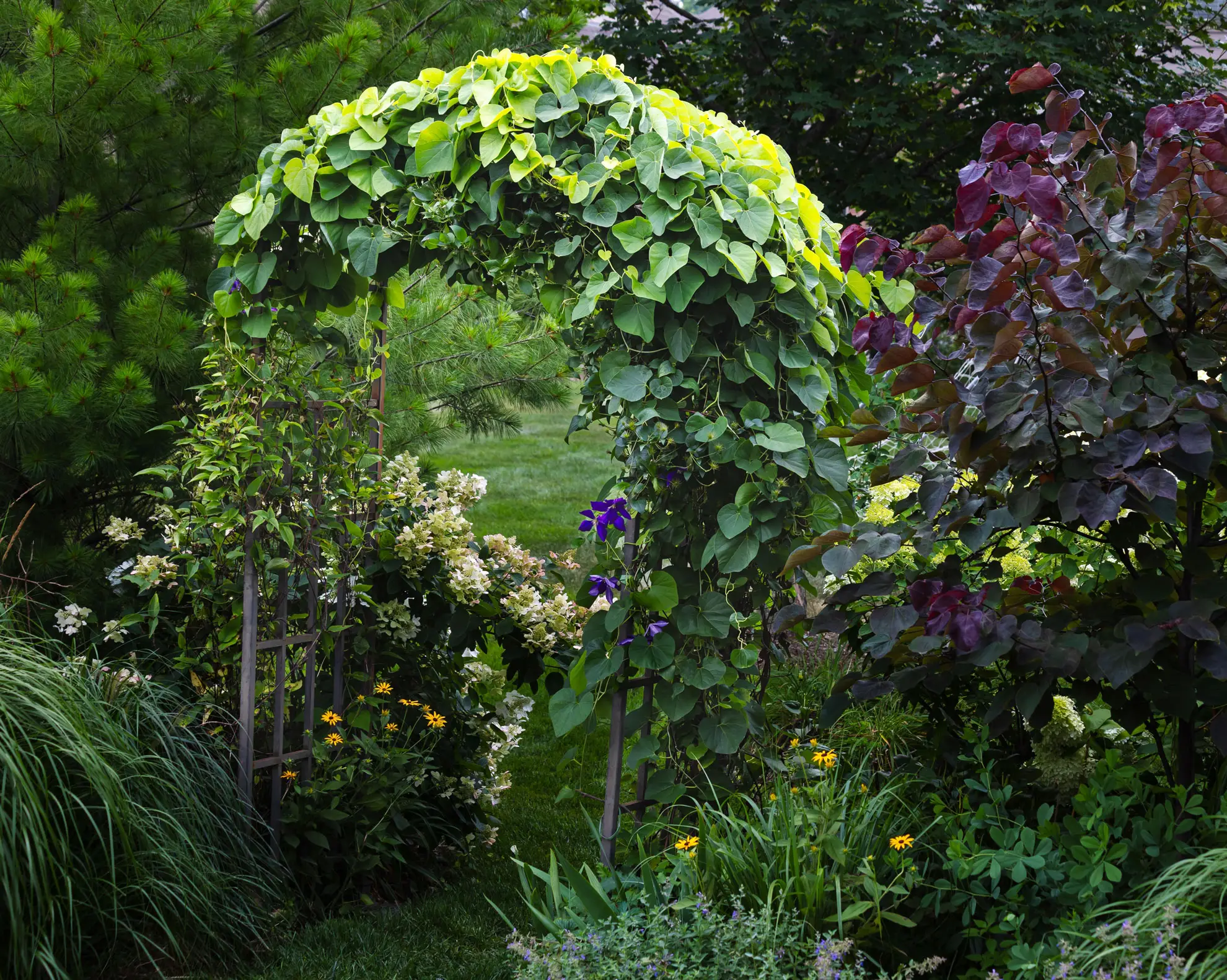 Dutchman’s pipe covering a garden arch, with a purple-leaved redbud and oakleaf hydrangea nearby