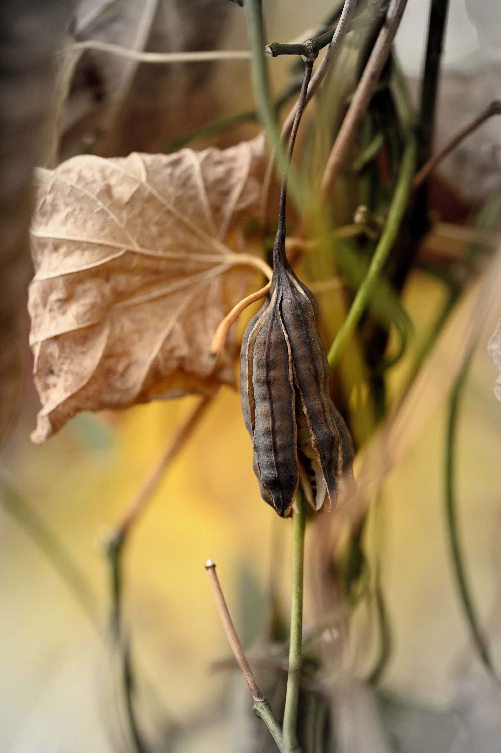 Dutchman’s pipe in fall, a ribbed brown seed pod hanging beside a dry leaf