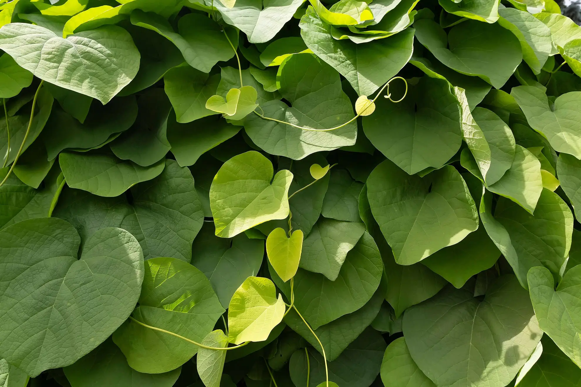 Dutchman’s pipe in summer, a dense wall of large heart-shaped leaves
