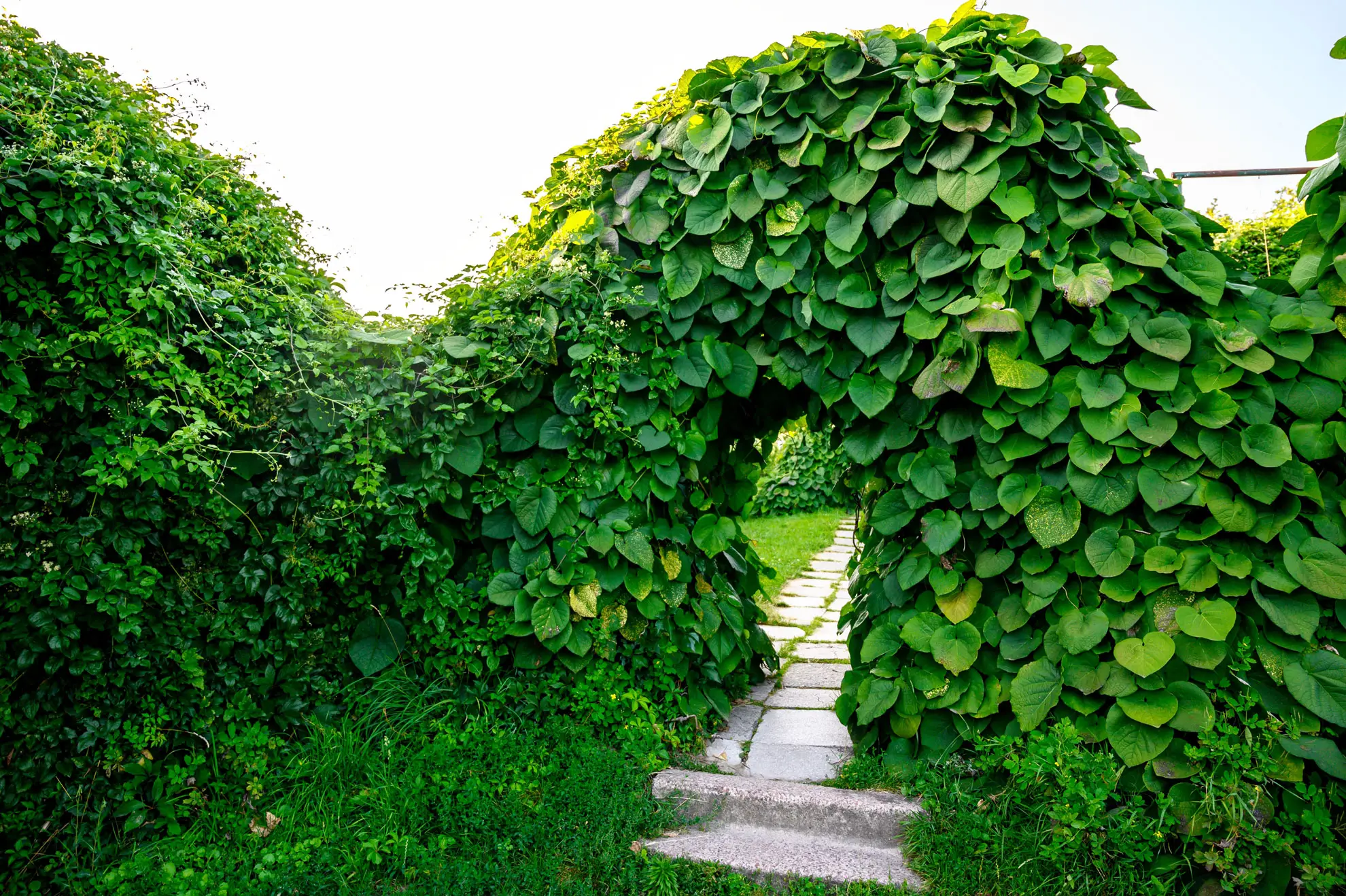 Dutchman’s pipe grown over an arch, a thick tunnel of heart-shaped leaves above stone steps