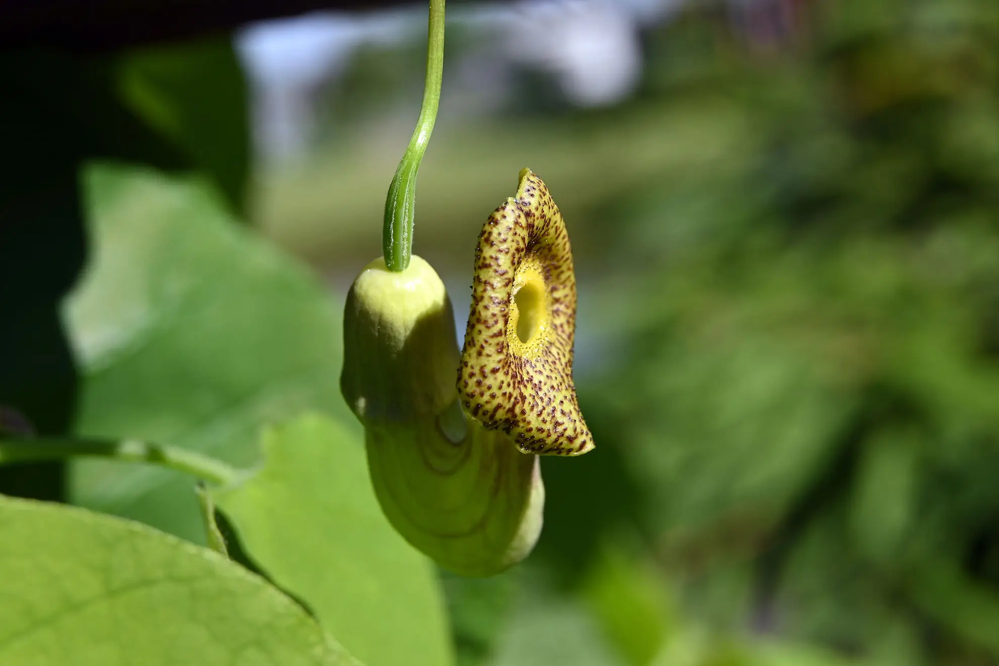 Dutchman’s pipe flower, a green curved tube ending in a speckled brown mouth, hanging from a vine