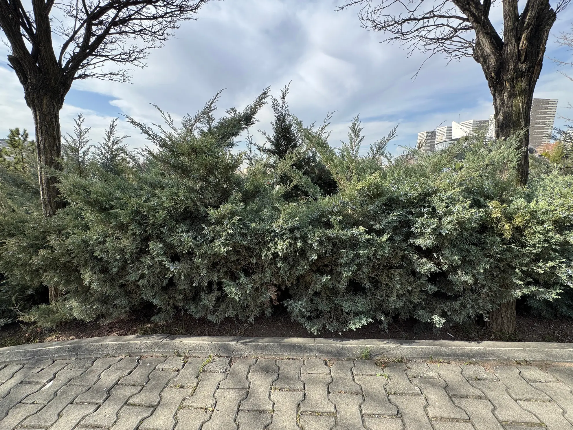 Eastern redcedar, a low wall of blue-green evergreens along a brick sidewalk