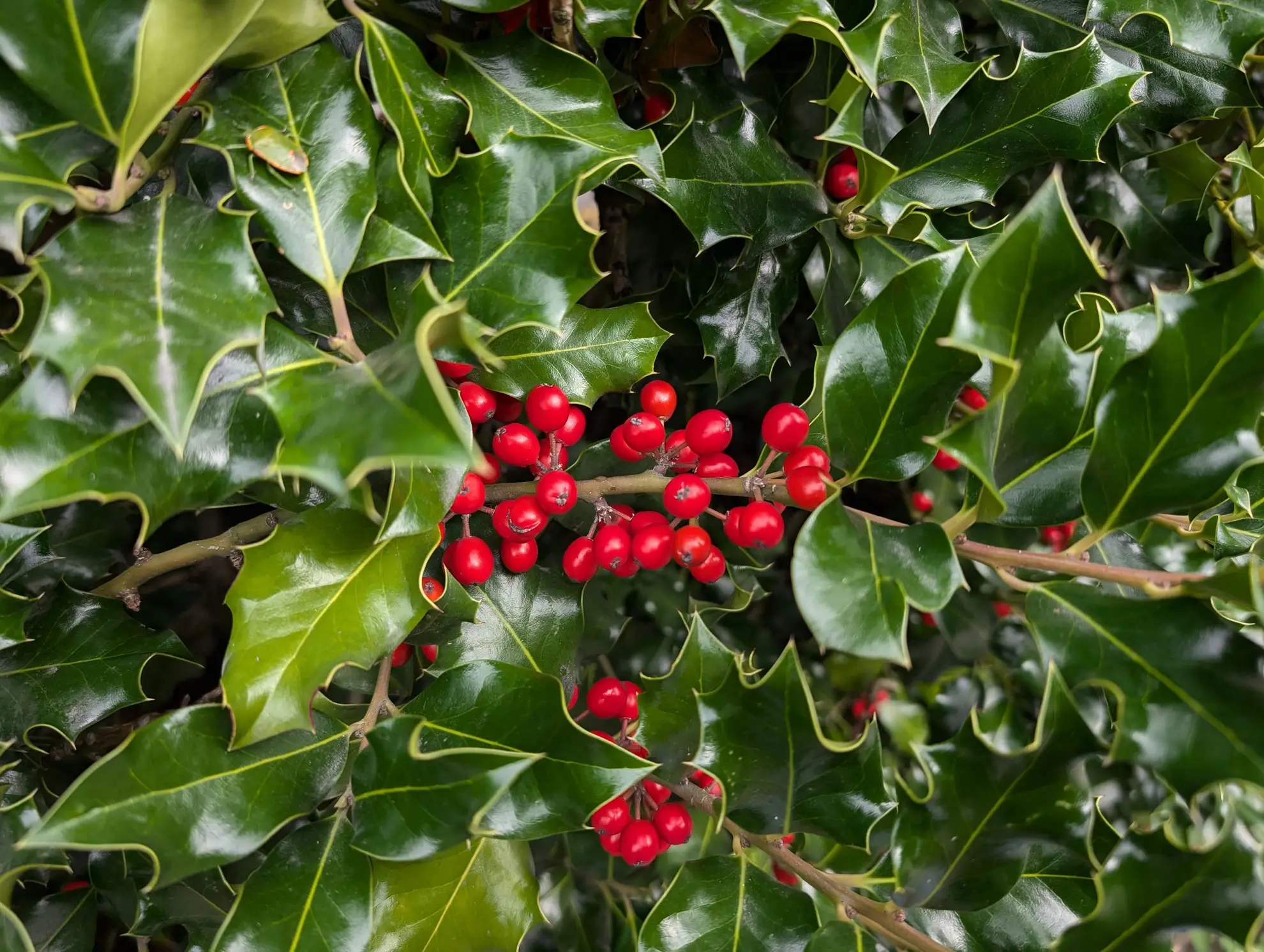 English holly, a non-native shrub with glossy spiny leaves and red berries