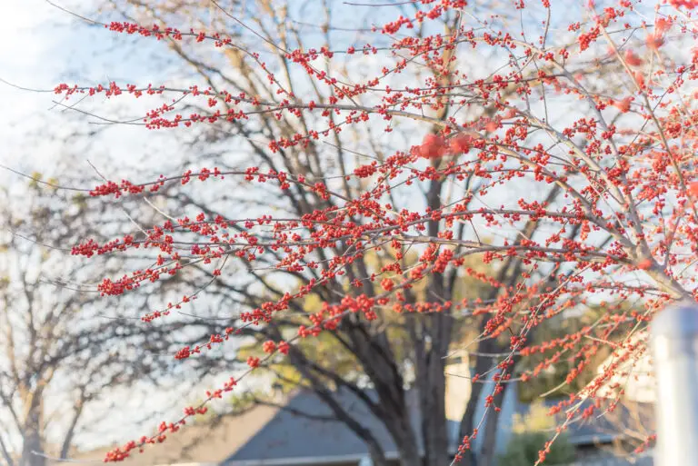 Red berries on thin branches of a bare shrub with a blurred neighborhood in the background.