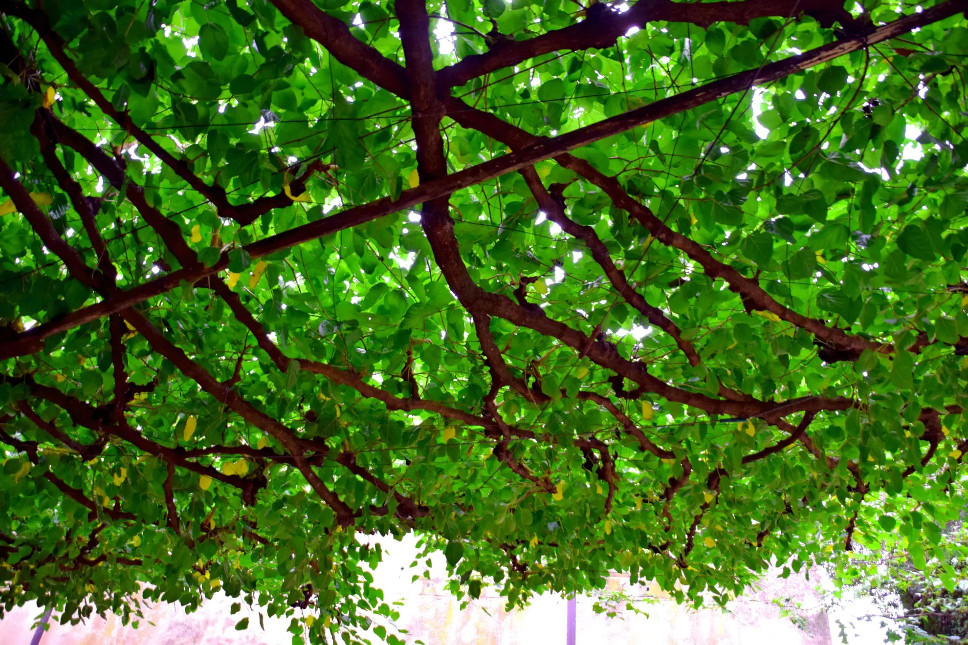 Dutchman’s pipe forming a living roof of green leaves over a pergola, seen from below