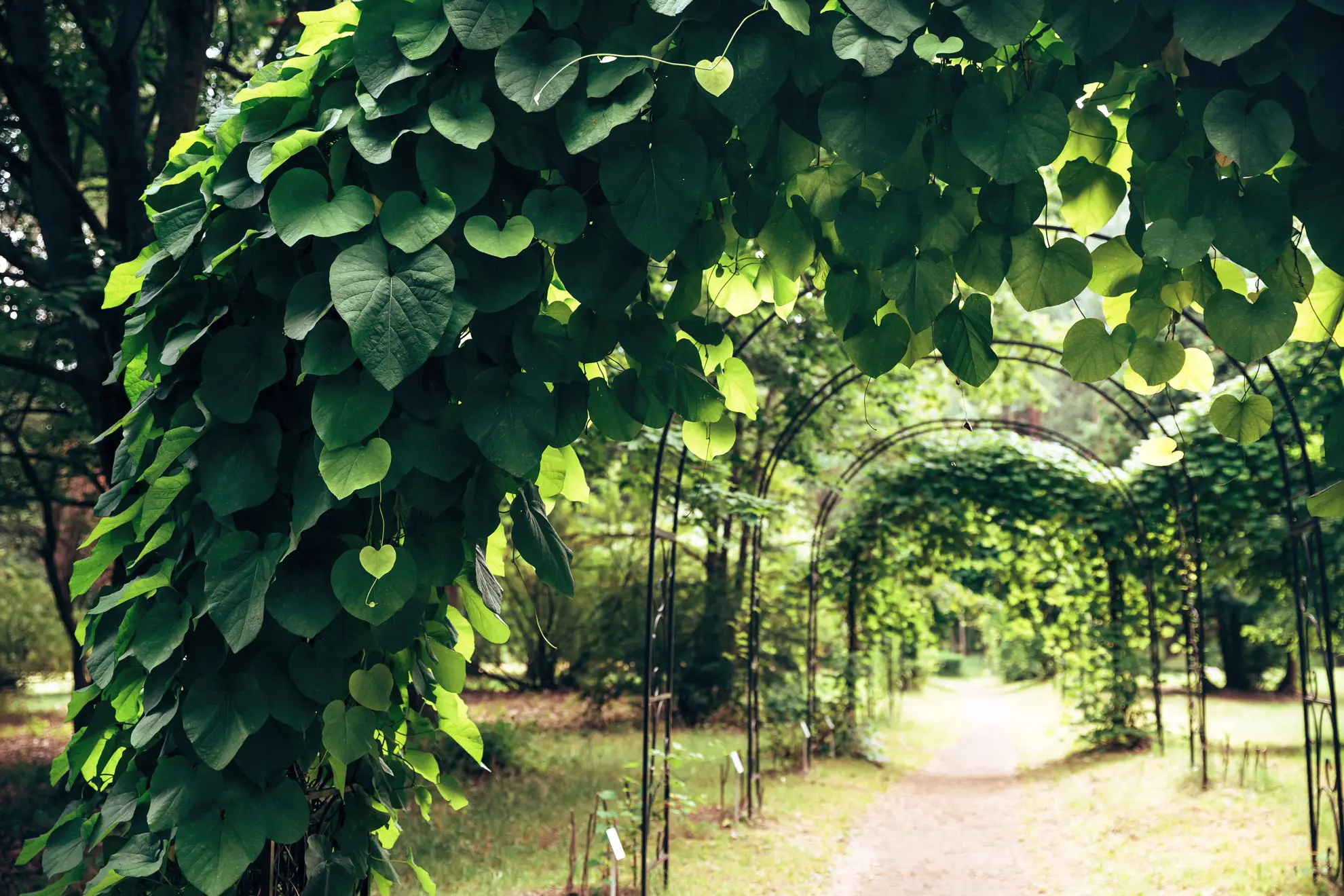 Dutchman’s pipe covering a row of metal arches over a garden path