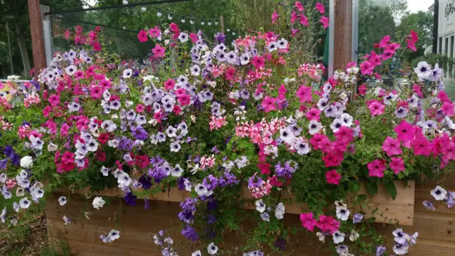 Colorful petunias in bloom cascading over a wooden planter in an outdoor garden with string lights above them