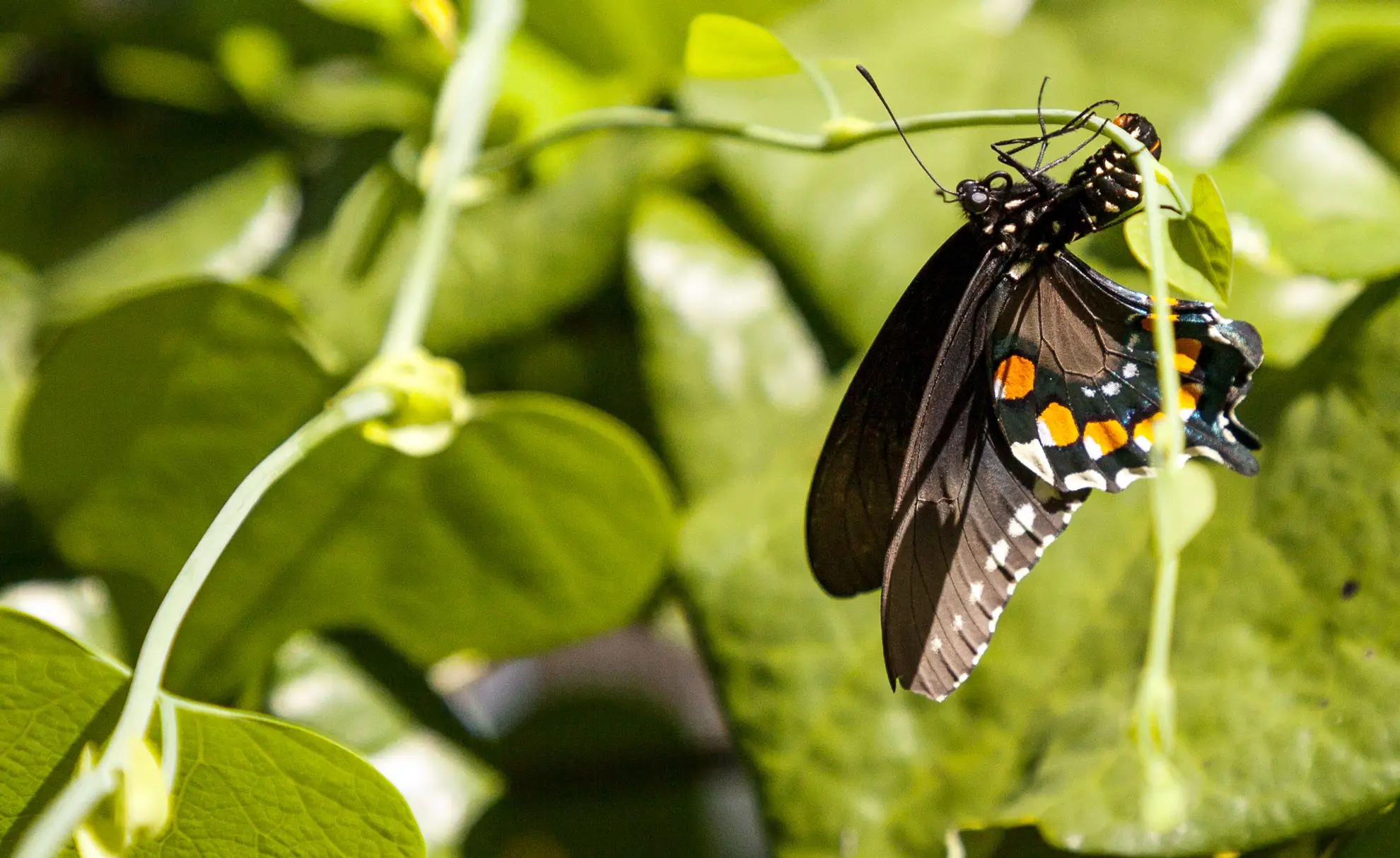 Pipevine swallowtail butterfly, black with orange spots, hanging from a Dutchman’s pipe vine