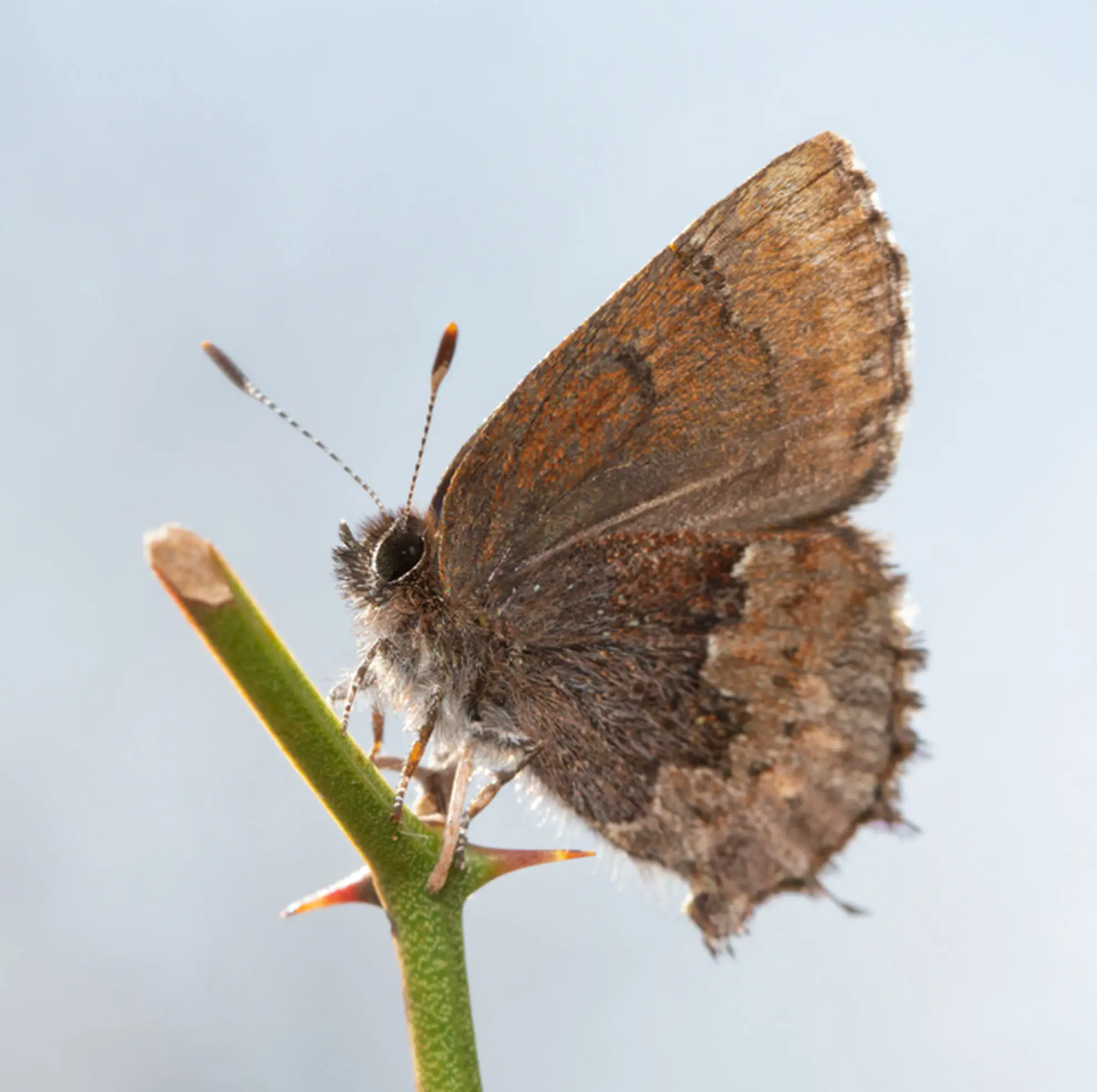 Henry’s elfin butterfly, small and brown, perched on a thorny stem