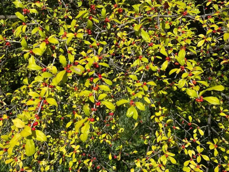 Dense shrub with bright yellow leaves and numerous red berries on thin grey branches.