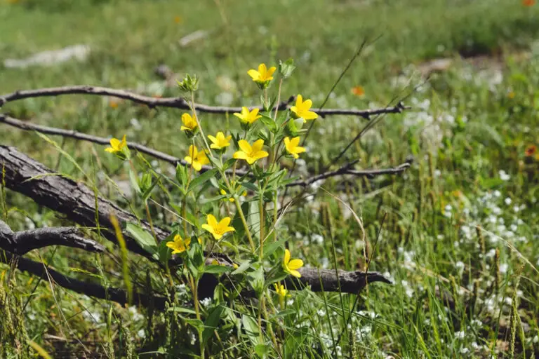 Yellow wildflowers in a grassy meadow with a dark, fallen branch across the foreground.