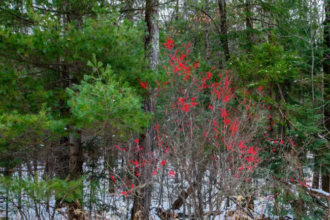 Red berry bushes in a snowy forest with evergreen trees and bare branches in the background.