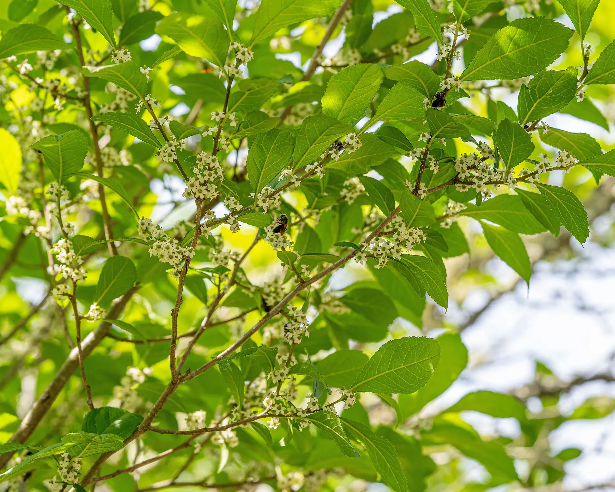 Winterberry in spring, tiny white flowers along branches of green leaves, with bees visiting