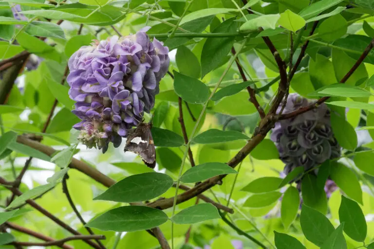 American Wisteria: The Native Vine That Won't Eat Your House