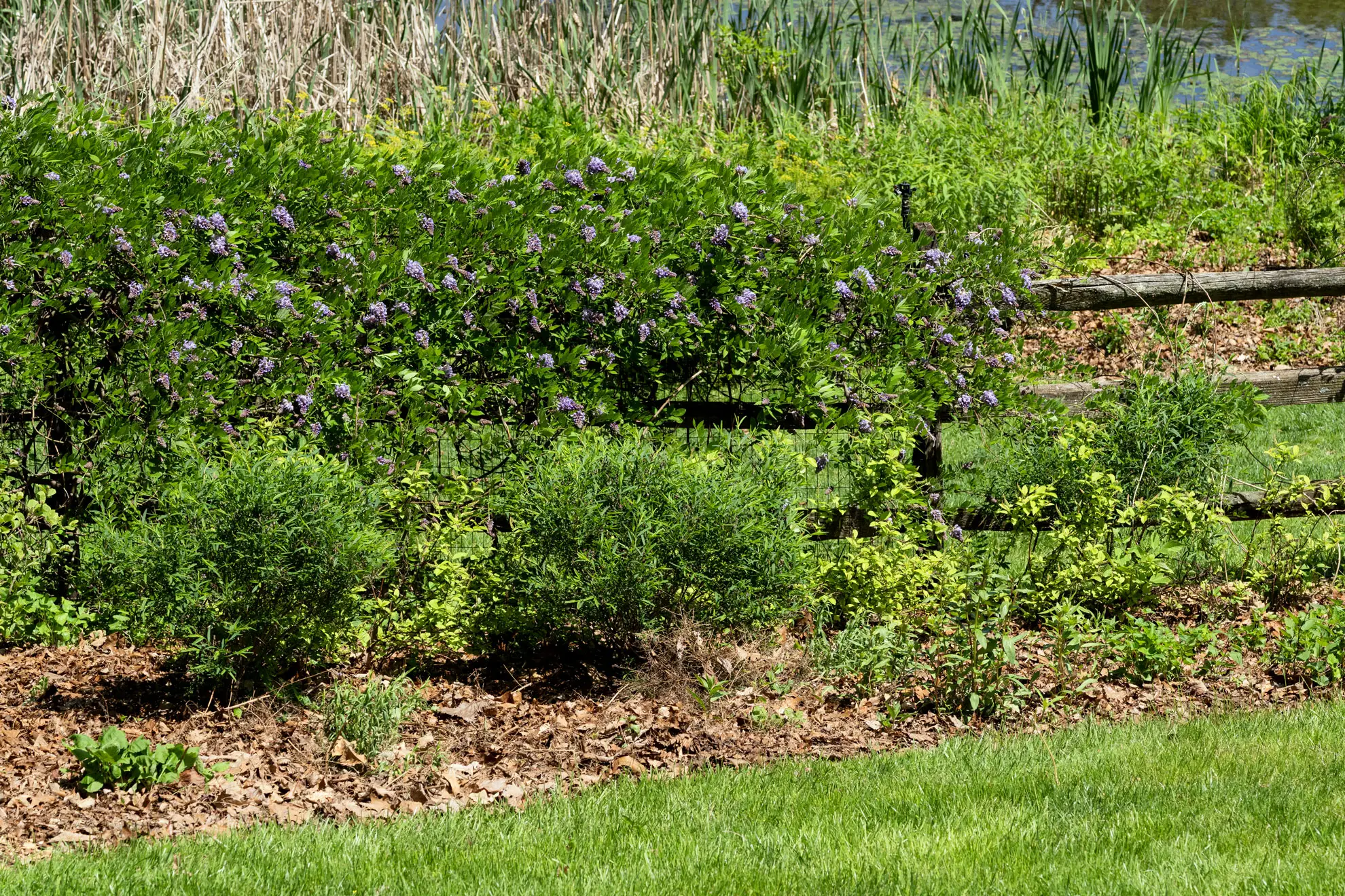 American wisteria in lavender bloom along a split-rail fence