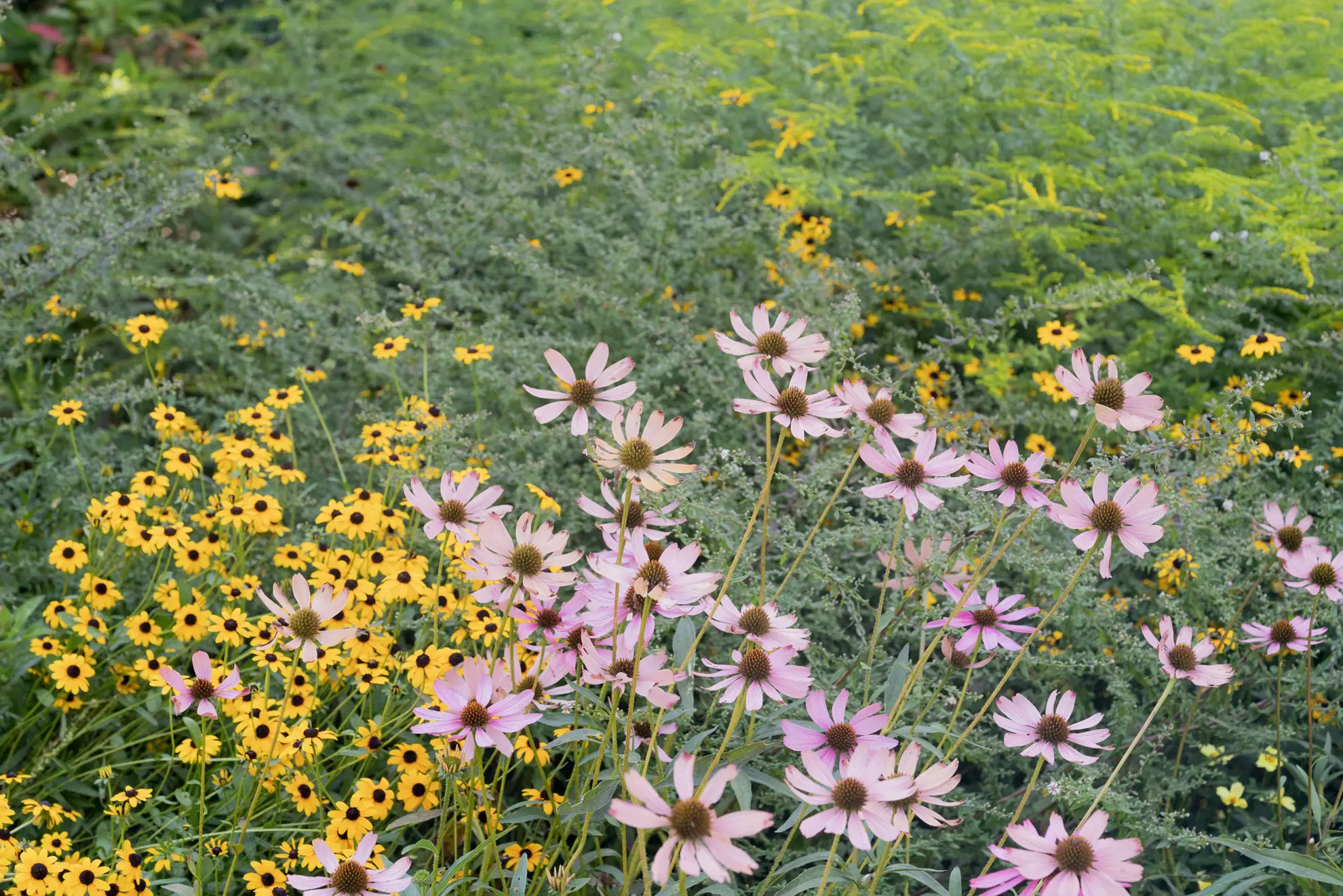 Pink daisy-like flowers with black-eyed Susans and goldenrod in a late-summer meadow