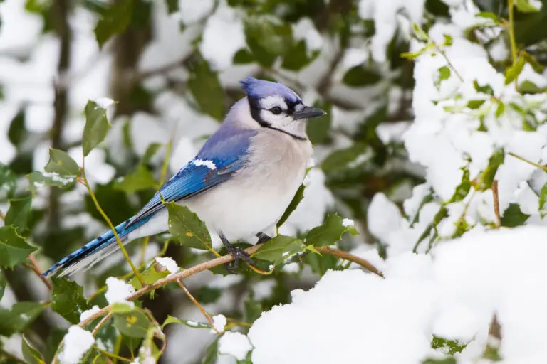 Blue jay perched on a branch in a snowy, green-leaved background