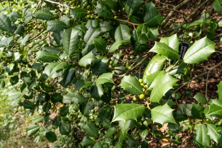 Holly shrub with glossy green, spiny-edged leaves and small green berries on its branches.