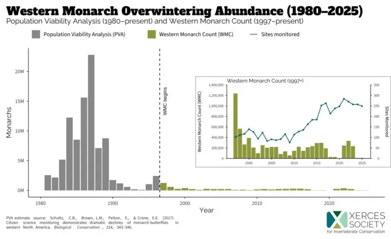 Chart of Western Monarch Overwintering Abundance (1980–2025): left panel shows Population Viability Analysis bars through 1997 and small Western Monarch Count bars after; right panel shows Western Monarch Count and sites monitored from 1997 onward.