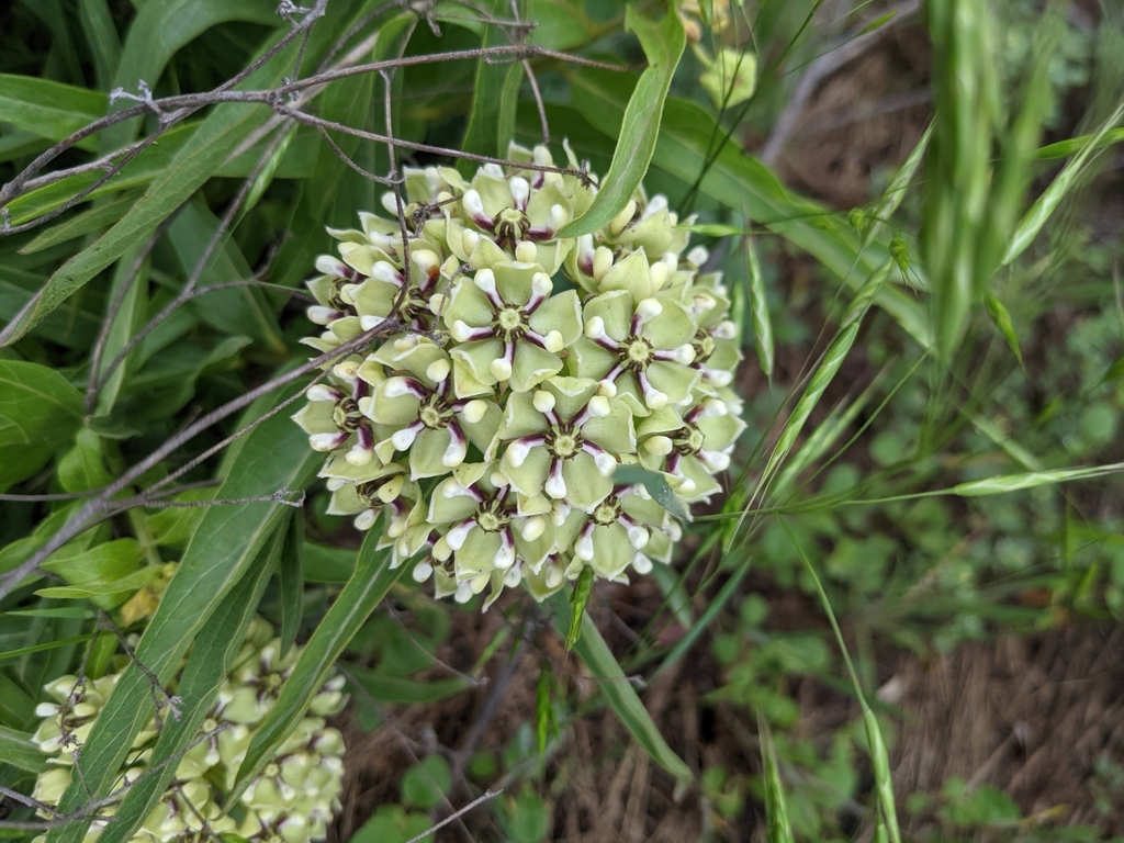 The flowers appear in late spring into summer