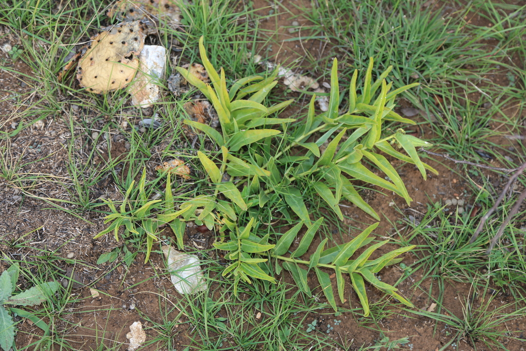 You'll see new green shoots emerge before the flowers appear.