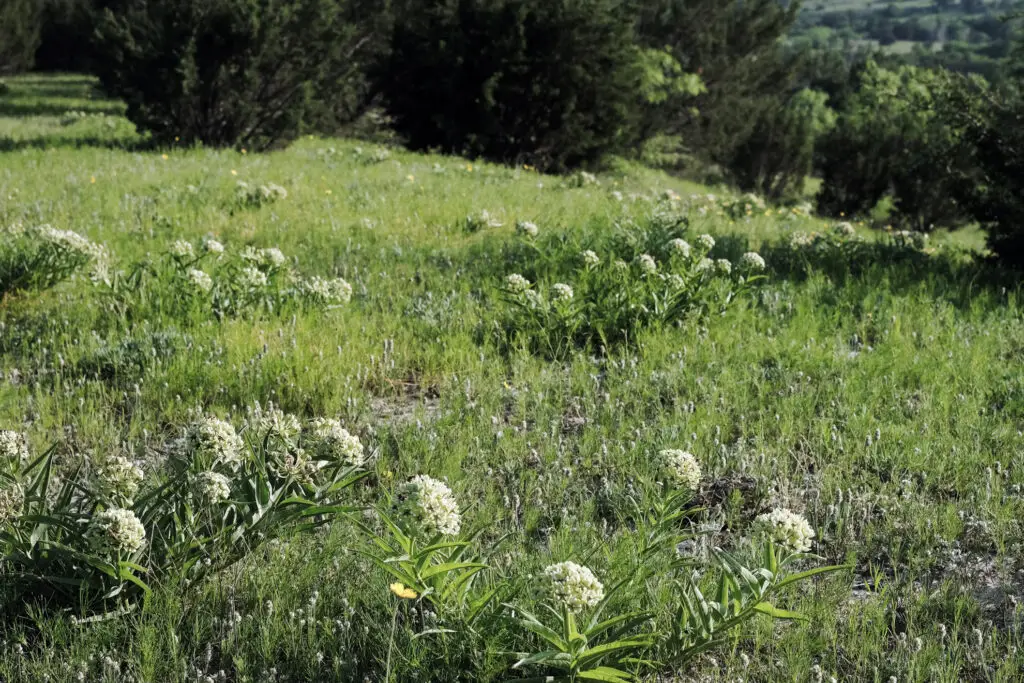 Open meadow with dense green grasses and clusters of white valerian flowers, shrubs and trees in the background.