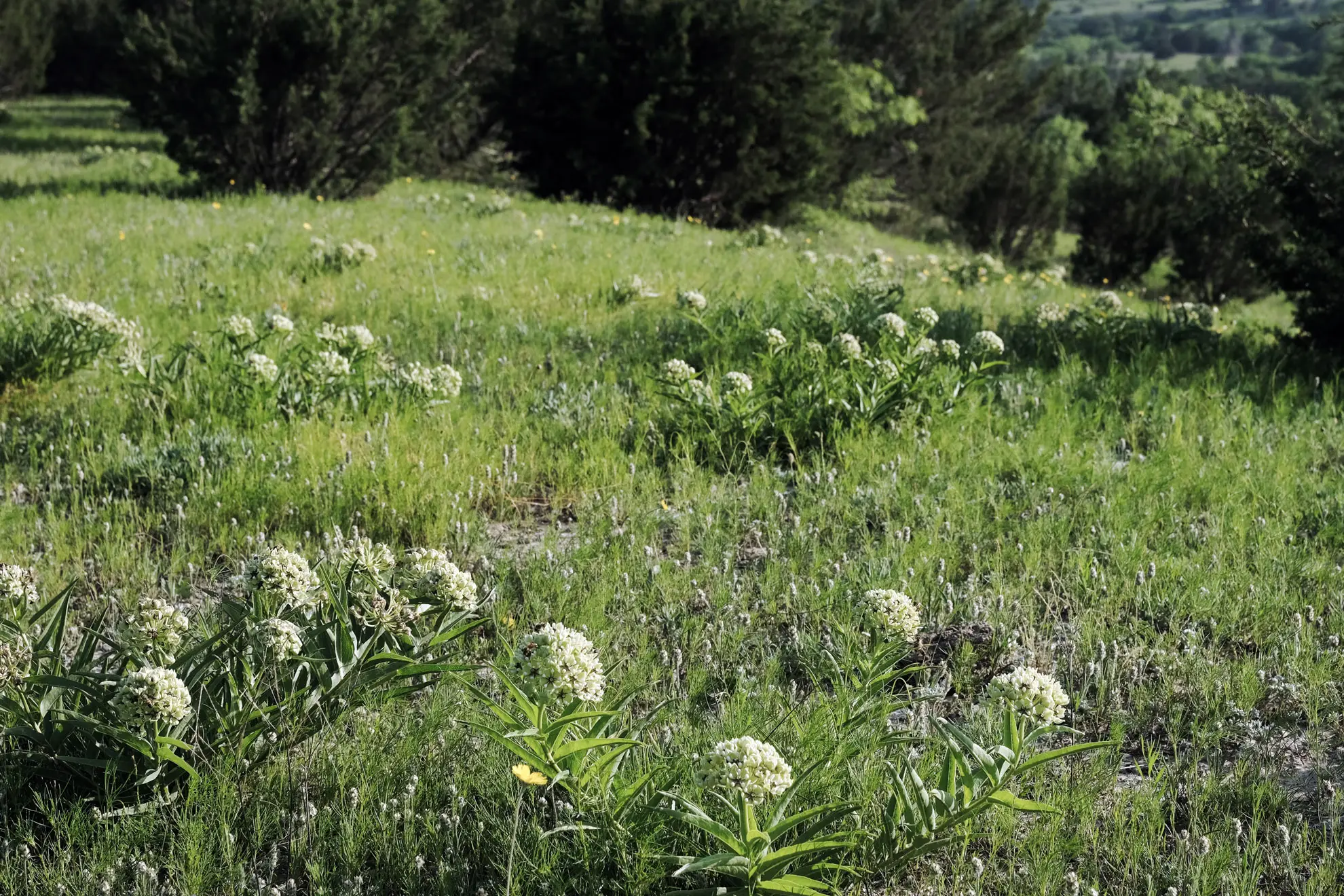 Antelope horns milkweed, scattered pale green flower clusters in a grassy field